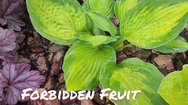 Хоста Forbidden fruit в начале июня... смотреть онлайн