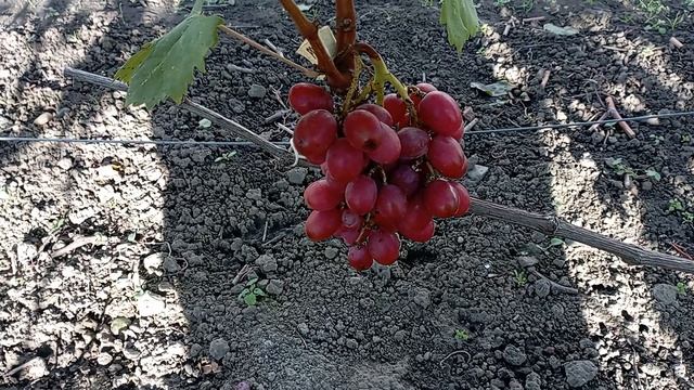 Обзор винограда Роза Красная смотреть онлайн