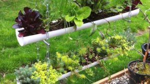 Что такое АМПЕЛЬНАЯ КЛУБНИКА? Способы выращивания и советы по уходу от Агромаркет