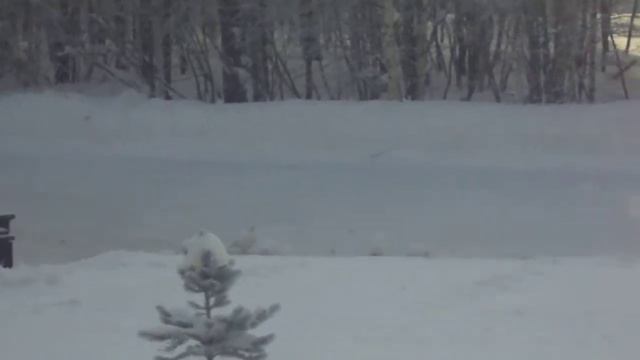 Ноябрьск куропатки в городе смотреть онлайн