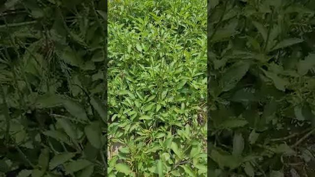 3 benefits of Blue Vervain 💙 смотреть онлайн