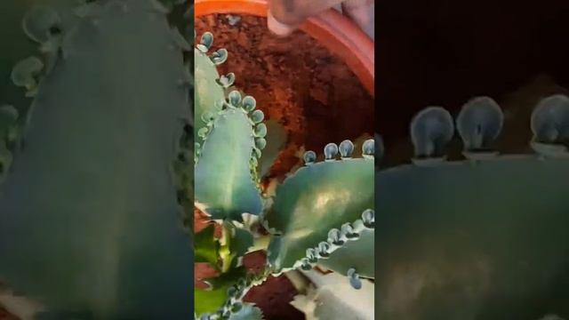 bryophyllum plant ? смотреть онлайн