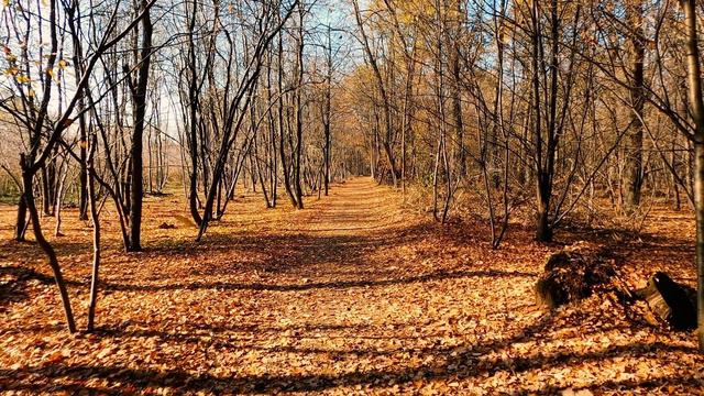 Forest for Rest • Nature Background Music смотреть онлайн