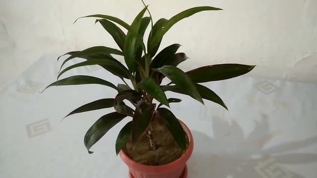 Корделина Cordilina #корделина #cordilina #комнатныецветы #комнатныерастения