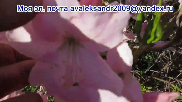 11 05 22г Цветение рододендрона сихотинского и шлиппенбаха смотреть онлайн