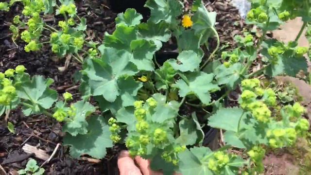 🌱 ~ New Perennial Garden planting ~ 🌱 смотреть онлайн