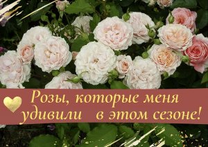 Розы, которые меня удивили в этом сезоне.