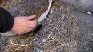 Как определить что гусыня села на яйца?