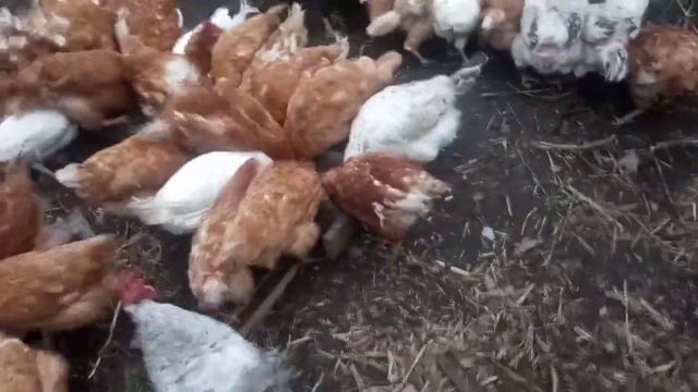 Курчатам зелень цибулі!Годування курей несушок🐔🐥 смотреть онлайн
