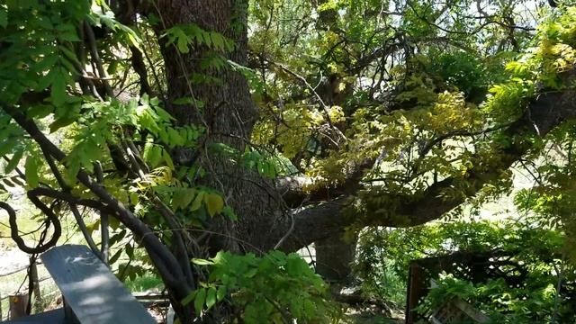 США?КАК ВЫГЛЯДИТ НАША ВЕРАНДА☀️НОВЫЕ ЦВЕТЫ? смотреть онлайн