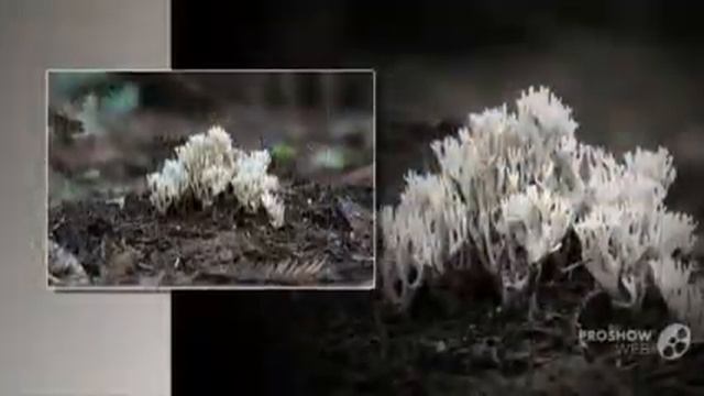 Ramariopsis californica - fungi kingdom смотреть онлайн