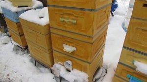 подкормка пчел сиропом в феврале - ответы на вопросы