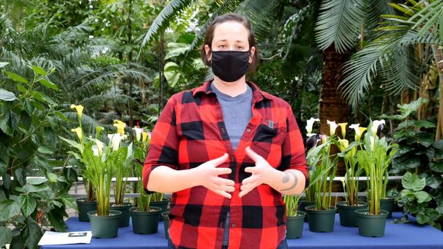 Calla Lily Care - Krohn Conservatory | Cincy Parks смотреть онлайн