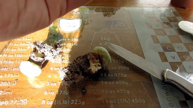 Saving my Lophophora diffusa Cactus - Peyote Cactus from Rot смотреть онлайн