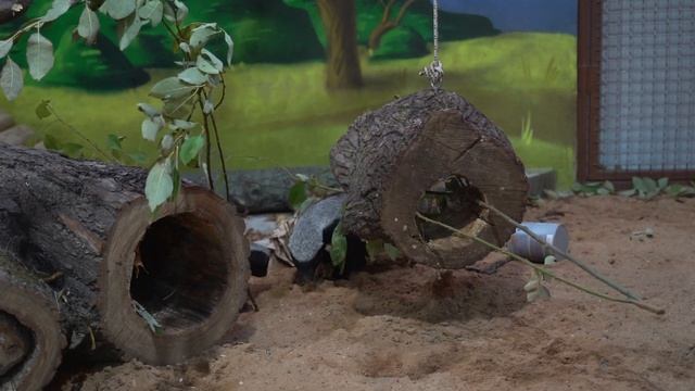 В зоопарке поселились медоеды смотреть онлайн