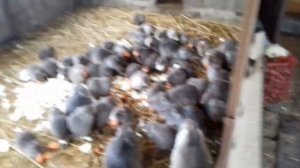 Нутрии в летним вольере.