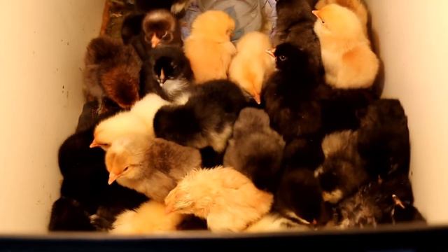 Вывод цыплят / The Chicks смотреть онлайн