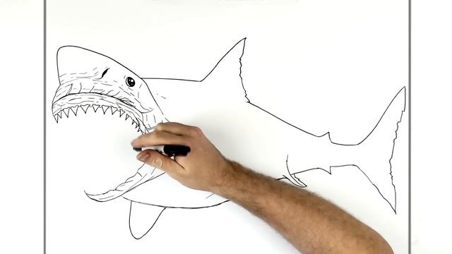 How To Draw Megalodon | Step By Step | Jurassic World