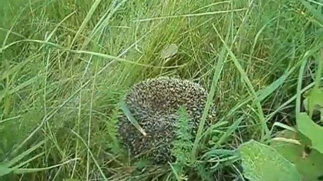 Это что за покемон? Вы такого сумели поймать? смотреть онлайн