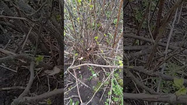 Что нельзя сажать рядом с Черной Смородиной смотреть онлайн