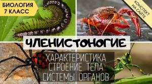 Тип Членистоногие. Биология 7 класс. Классы Ракообразные, Паукообразные, Насекомые, Многоножки. ЕГЭ