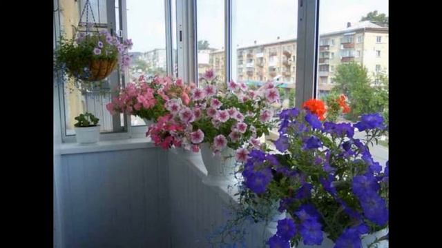 Петуния в комнатных условиях: выращивание в помещении смотреть онлайн