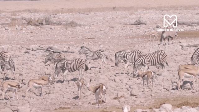 A ZEBRA NÃO VIU O LEÃO SE APROXIMAR смотреть онлайн