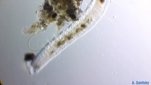 Малощетинковый червь (Oligochaeta). 250х смотреть онлайн