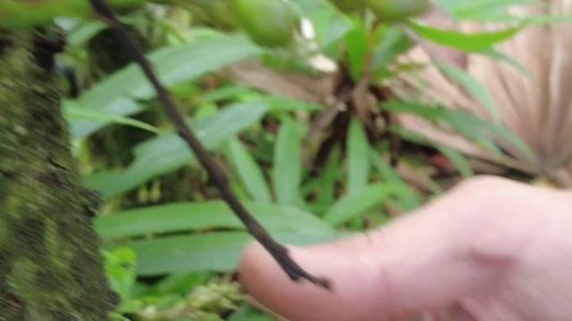 Barringtonia Papuana смотреть онлайн