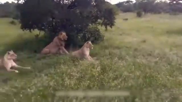 САМОЕ СМЕШНОЕ ВИДЕО!?? смотреть онлайн