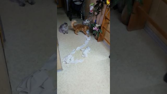 Феникс бесится смотреть онлайн