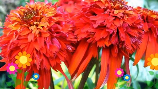 Эхинацея пурпурная Hot Papaya. Краткий обзор, описание характеристик, где купить саженцы смотреть онлайн