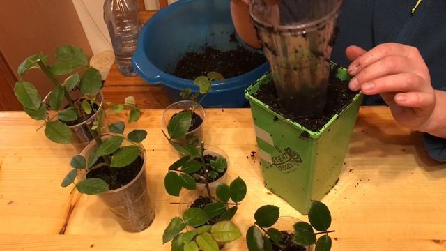 РЕЗУЛЬТАТ УКОРЕНЕНИЯ ЧЕРЕНКОВ РОЗ!?100% смотреть онлайн