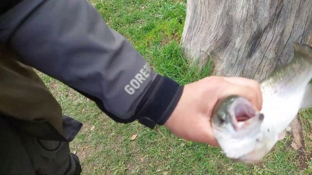 Форель активна! смотреть онлайн