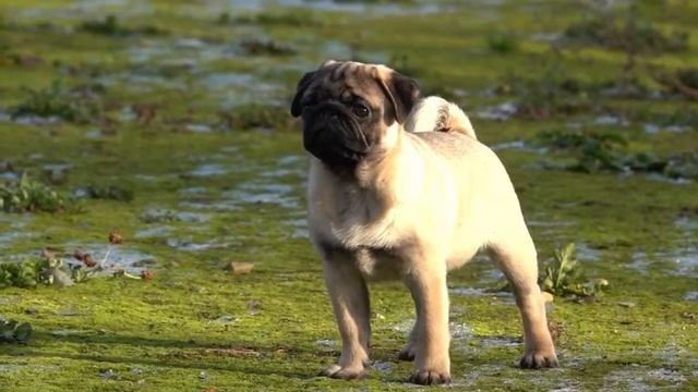 Питомник предлагает высокопородного щенка мопса. Возраст 4 мес. смотреть онлайн