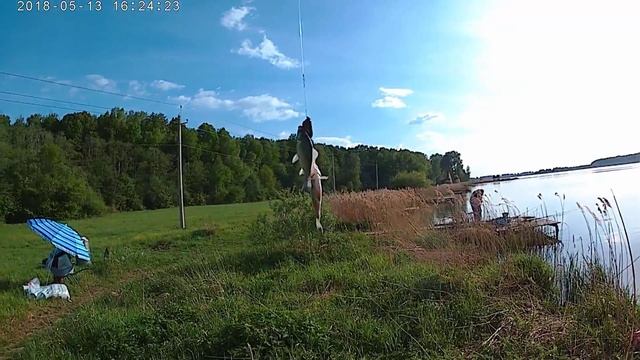 Карась на соску клев бешеный смотреть онлайн
