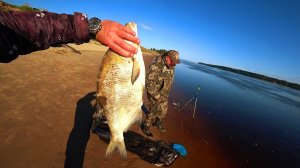 Рыбалка на Закидушки и Фидер. Река Северная Двина.