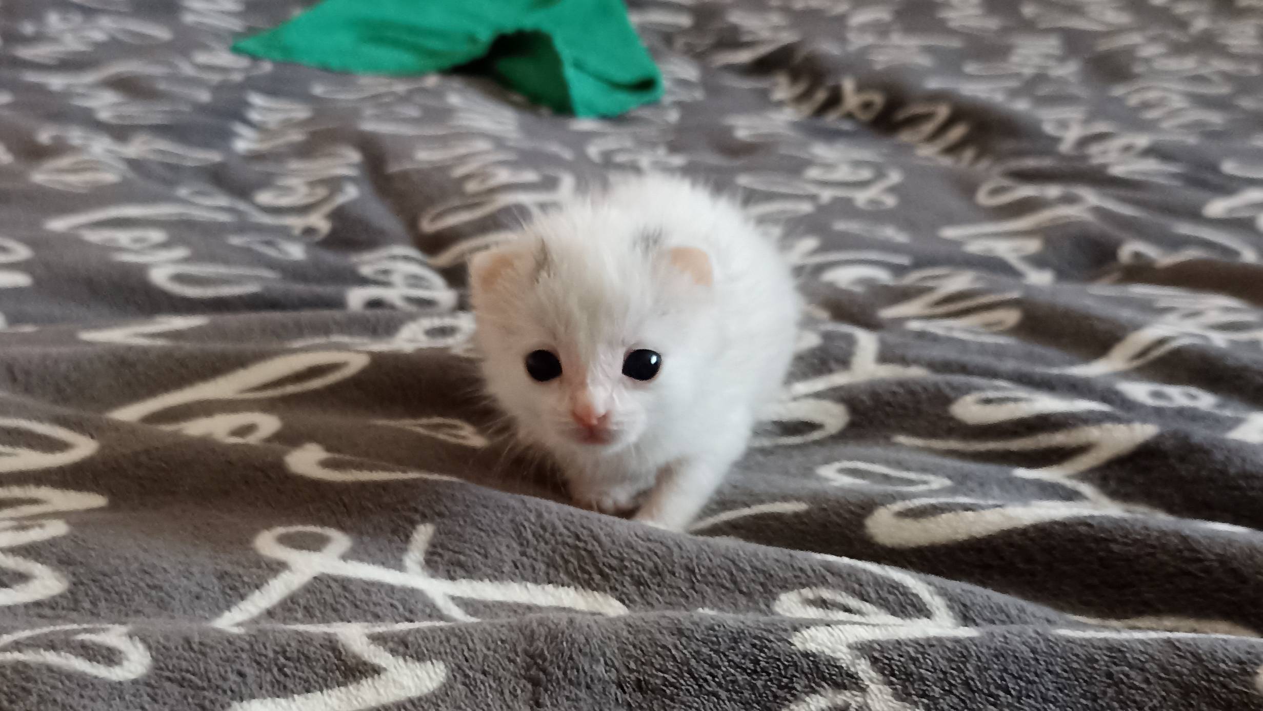 ❣️ Сила жизни #любимец #котенок #счастье