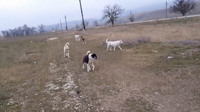 Атаковали КОШАРНЫЕ собаки! смотреть онлайн