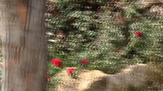 Применение суспензии хлореллы для очистки прудов смотреть онлайн