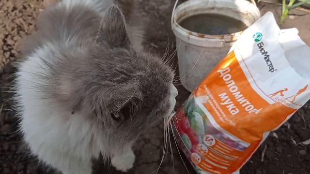 Перья чеснока больше не пожелтеют, а чеснок будет с кулак. 1 раз внесите это в МАЕ смотреть онлайн