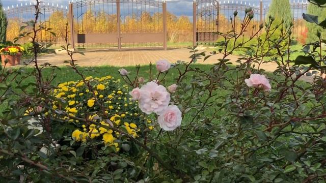 Си Фоам, Фейри Данс, Книрпс - почвопокровные розы. Rose Sea Foam, Rose Knirps, Rose Fairy Dance