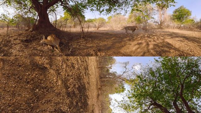 Lions 360° | National Geographic