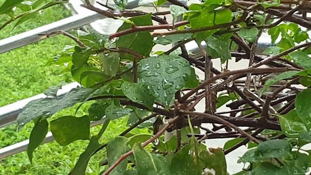 bougainvillea flower under the rain смотреть онлайн