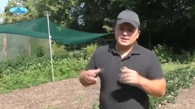 Корневой сельдерей-выращивание от начало и до конца в одном видео!!! смотреть онлайн