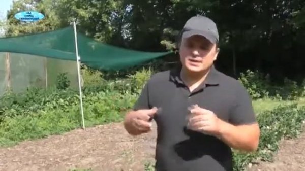 Корневой сельдерей-выращивание от начало и до конца в одном видео!!!