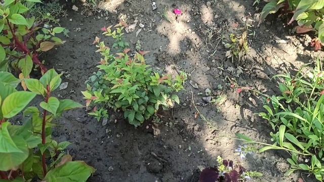 Как выглядит цветник после затяжных ливней. смотреть онлайн