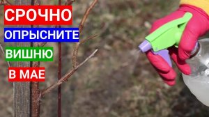 Сохнет вишня - это монилиоз. Срочная весення обработка от плодовой гнили.