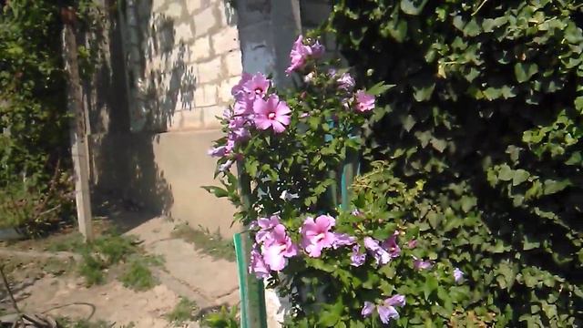 Copac 🌲de floare смотреть онлайн