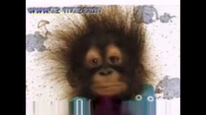 Как обезьяна кричит 10 часов